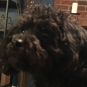 Meet your Posher, Daniel